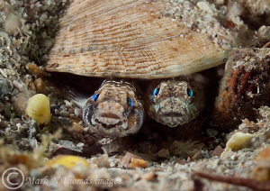 Painted Gobies.
Connemara, June 2011.
60mm. by Mark Thomas 